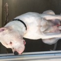 Dogo Argentino Miami