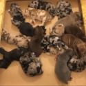 Tiger Guard Kennels