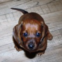 Sandcreek Pets