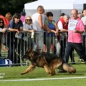 von Rosenwald German Shepherds