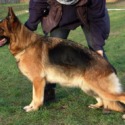 von Rosenwald German Shepherds