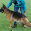 von Rosenwald German Shepherds