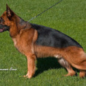 von der Hoya Shepherds