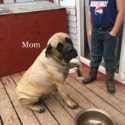 LaRoes Mastiffs
