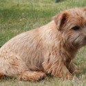 FERUS VESPER kennel