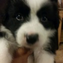Nells Border Collies