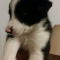 Nells Border Collies