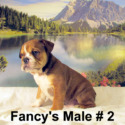 Fancy's Kennel