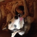 Siberian Huskiez