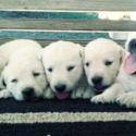 Jackson Ridge Puppies