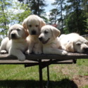 Jackson Ridge Puppies