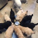 CCS-Poodles