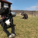 Martin's Great Danes