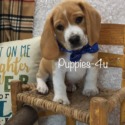 Puppies-4u