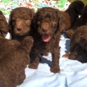 Paragon Puppies-Poodles and Doodles of Clarks Hill