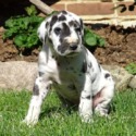Spotted Great Dane Home
