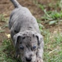 Spotted Great Dane Home