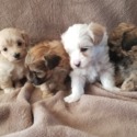 Roxanne's pups