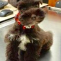 Island Schnauzers of Texas