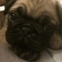 Pug
