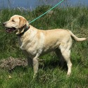 Bethlehem Kennels