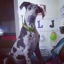 Midknight Magic Great Danes