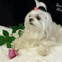 SawStar's Maltese