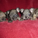 Kennel Sams