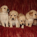 Golden Retriever AKC Family Puppies