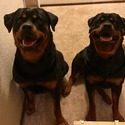 Rainingdogz