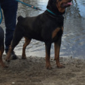 Rainingdogz