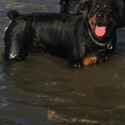 Rainingdogz