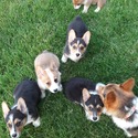 Smith Corgis