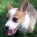 Smith Corgis