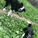 Nells Border Collies