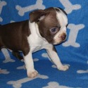 Heavenly Paws Country Kennels Champion Show Boston Terriers