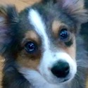 Walkabout Toy Aussies