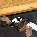 Tiffany's Bassets