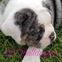 LLT Bulldogges