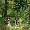 Monarch Australian Shepherds
