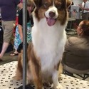 Monarch Australian Shepherds