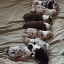 Monarch Australian Shepherds