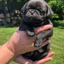 AKC Pug Puppies