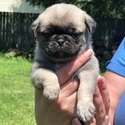 AKC Pug Puppies