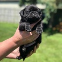 AKC Pug Puppies