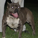 bigmikesbullypits