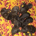 Toro Cane Corso
