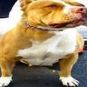 ChimeraXL Bullies