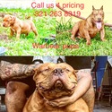 ChimeraXL Bullies
