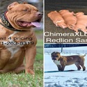 ChimeraXL Bullies